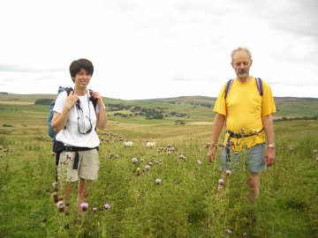 Thistles